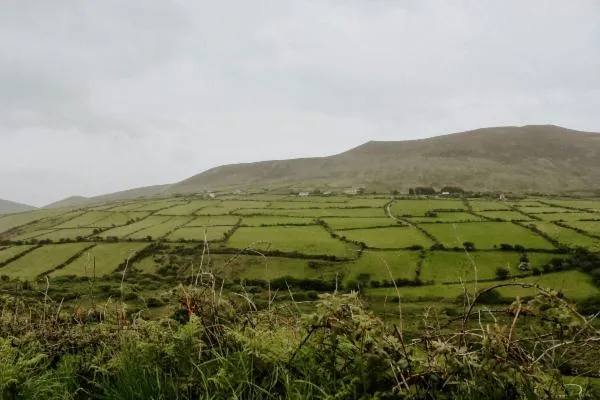 An image showing a lush green field with a mountain in the background taken in Ireland. 